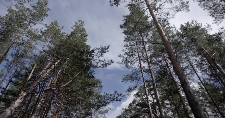 Clouds hovering above a tree canopy