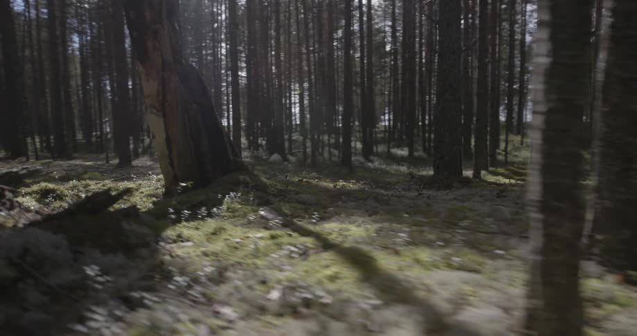 Trees during the day