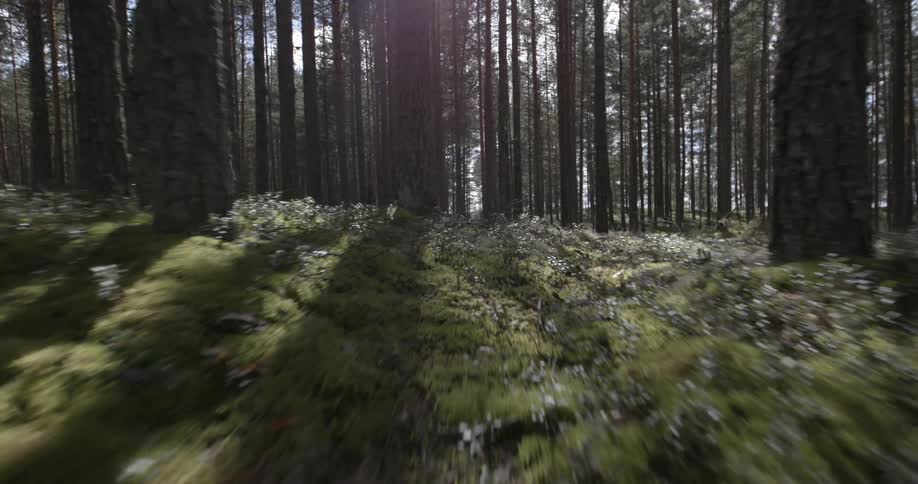 A wooded area on a sunny day