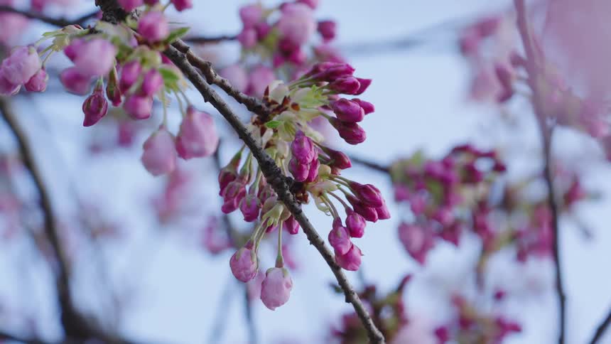 Budding purple flowers blooming on tree branches against a blue sky