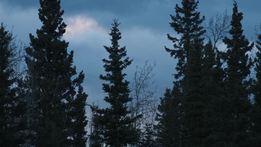 Trees move in the wind under a cloudy sky