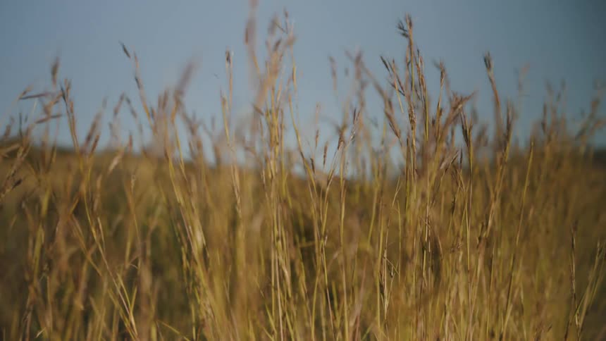 The wind blows the grass in the desert