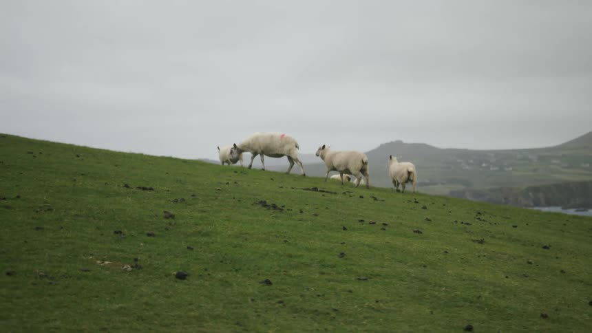 Small herd of white sheep grazing on a green hill at daytime