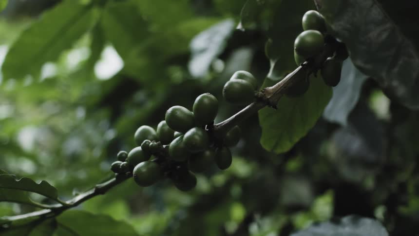 A close up of a round green coffee cherries fruit on a tree branch with large green leaves