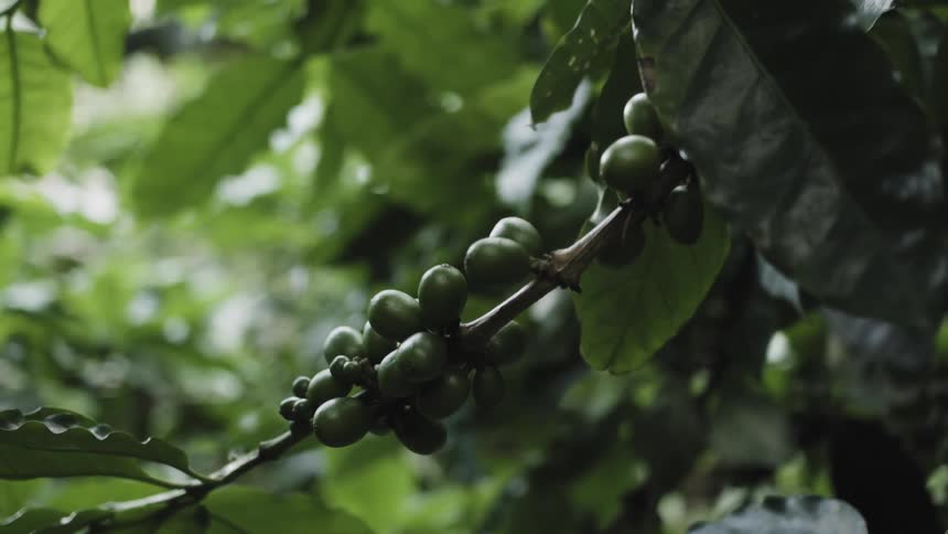 Coffee cherries on tree branch during the day