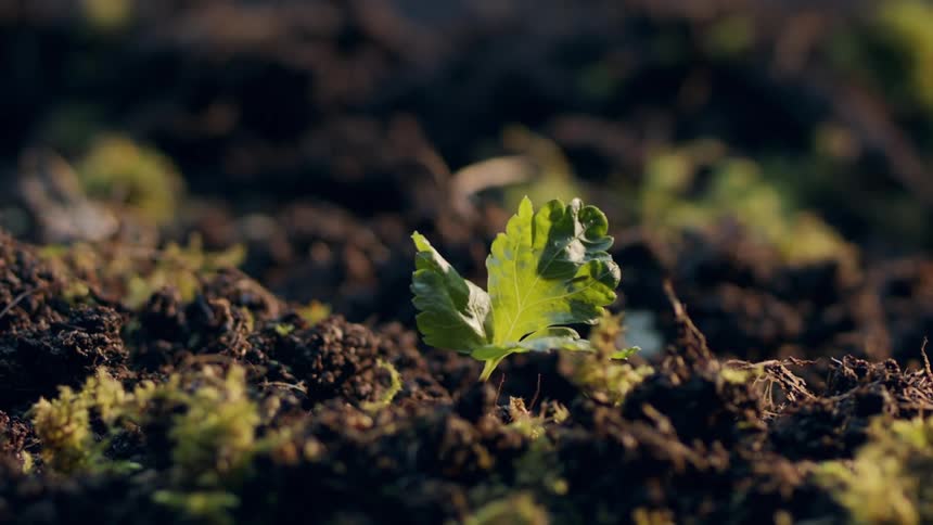 A close up time lapse of the sprouting of a plant