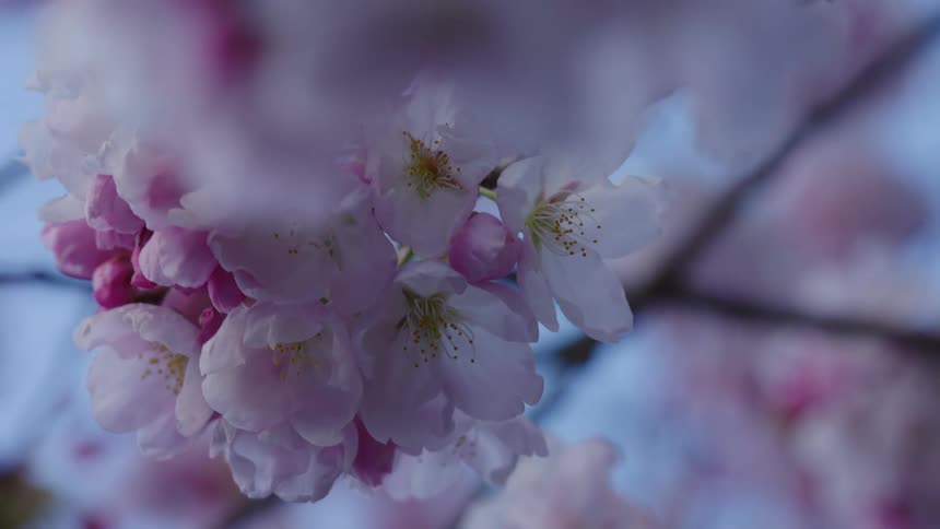 Cherry blossoms on trees move in the breeze under a clear sky