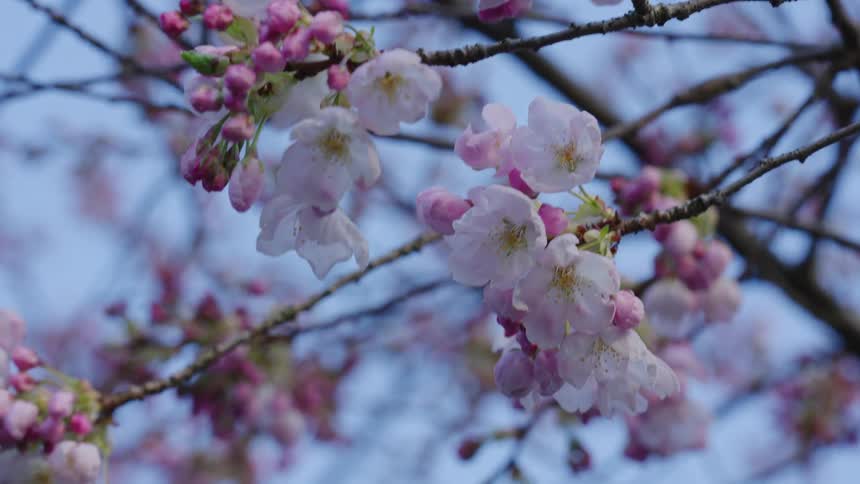 Close up view of flowers blossoming on a tree