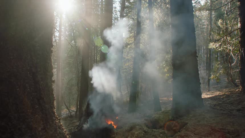 A small campfire burns into a dense forest