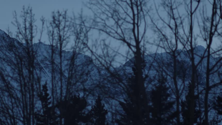 Snowy mountains obscured by the bare branches of a group of trees in the evening