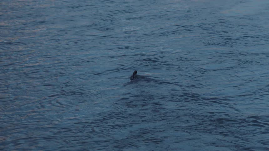 Animal swimming just below surface of water leaves wake