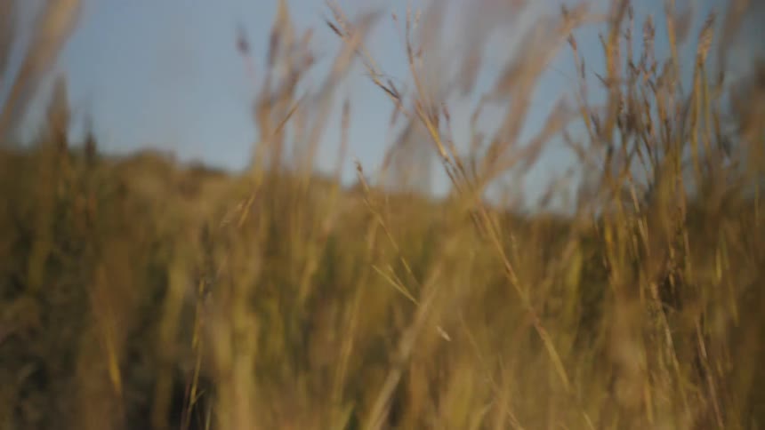 The wind blows the grass in the desert