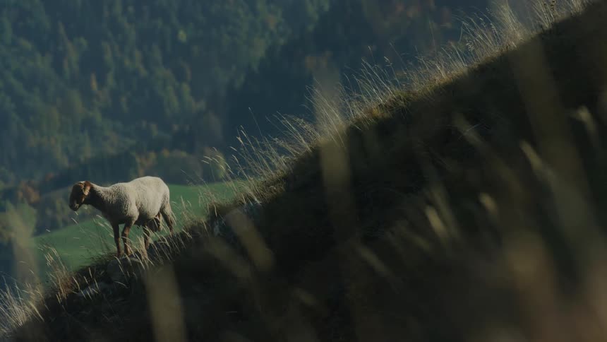 Sheep on mountain slope