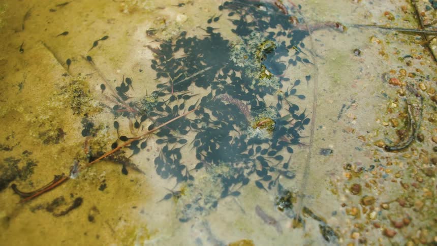 Dozens of tadpole swim close together underwater
