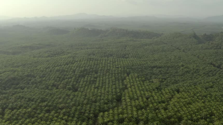 Wide view of a dense green plantation with lush palm trees and mountains in the distance through fog