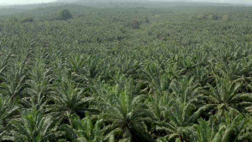 An endless field of oil palm trees on a plantation