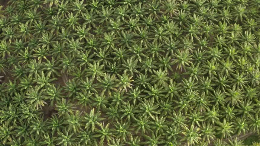 Aerial view of lush green tops of oil palms on a plantation