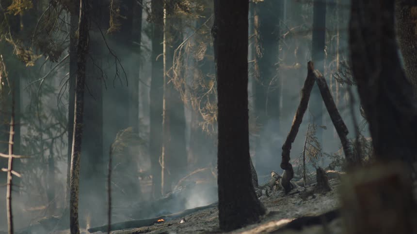 White smoke rises from the forest ground along the charred trees after a wildfire