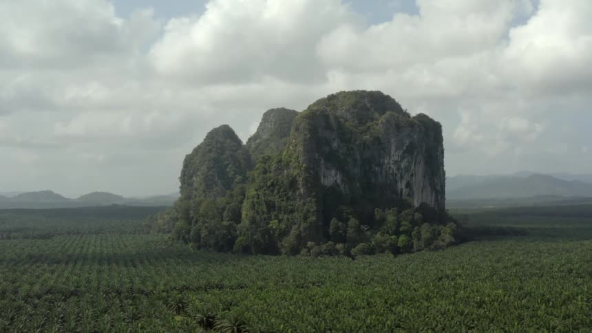 An aerial panorama of a rocky outcropping overgrown with plants in the middle of an oil palm plantation