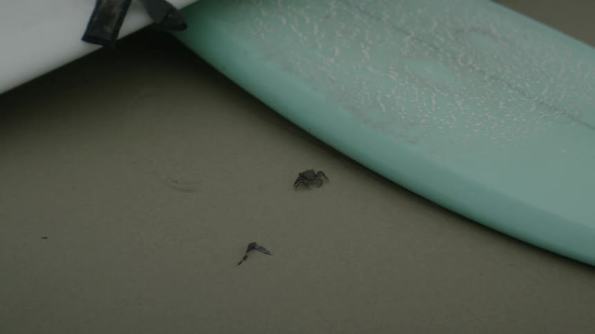 Crab crawling towards a surfboard on the ground