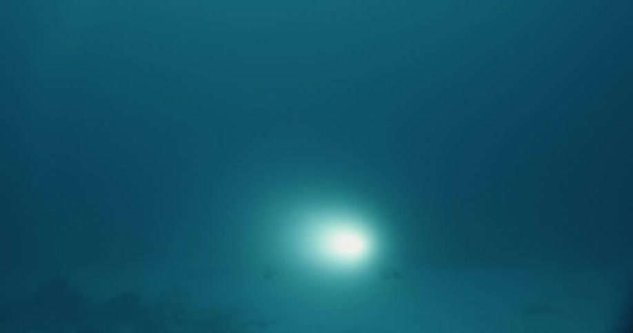 A diver shines a light underwater