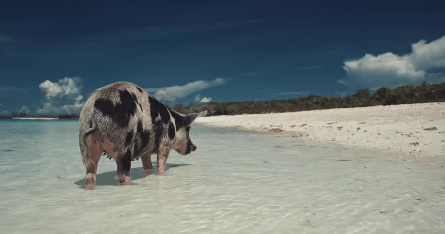 A pig is standing in the water at the beach