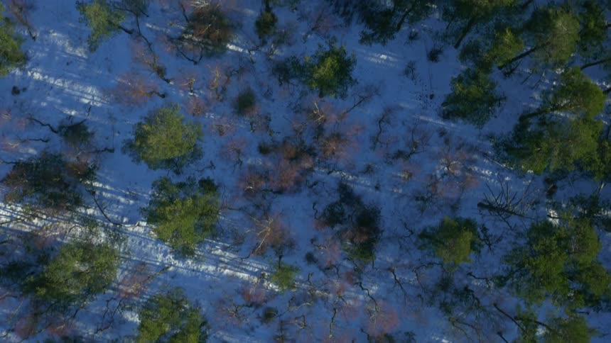 A straight down aerial of a forest with snow on the ground
