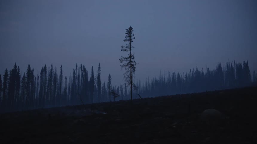 Landscape shot of hillside with coniferous trees overcast and windy probably after sundown