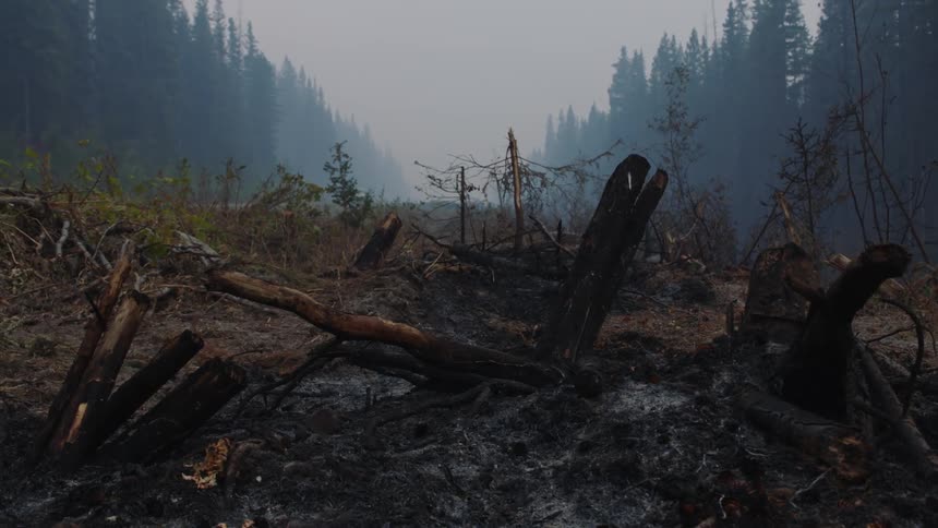 Burned down and fallen tree trunks sit in the woods