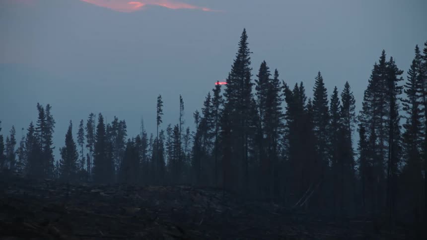 Strong winds through tree tops in a forest