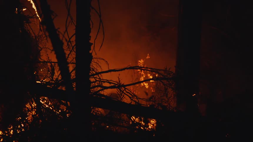 The forest is on fire