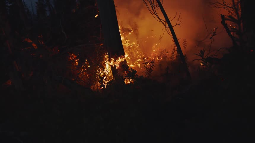 Wildfire burning in the forest at night