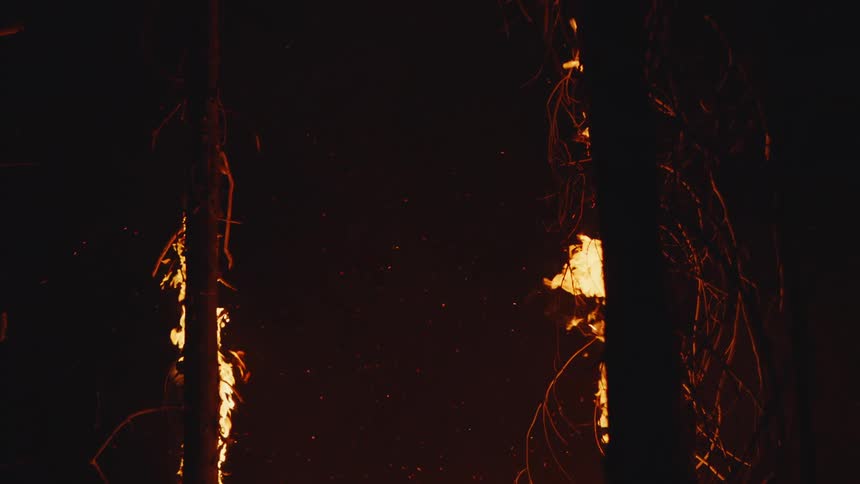 Flames rise up trees during a forest fire