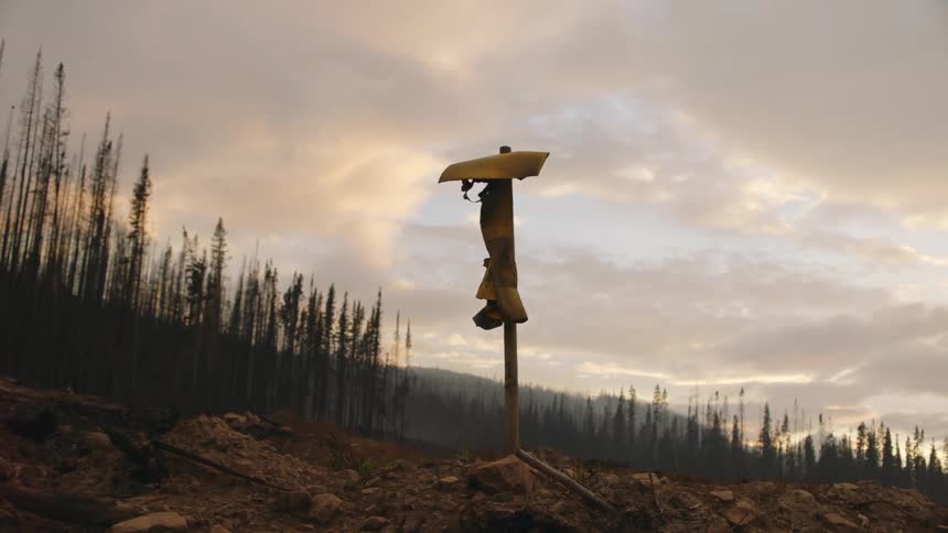 Fabric and a slab of wood are nailed to a pole in the forest