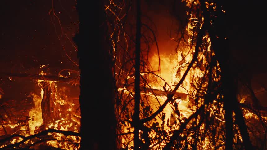 The forest is on fire
