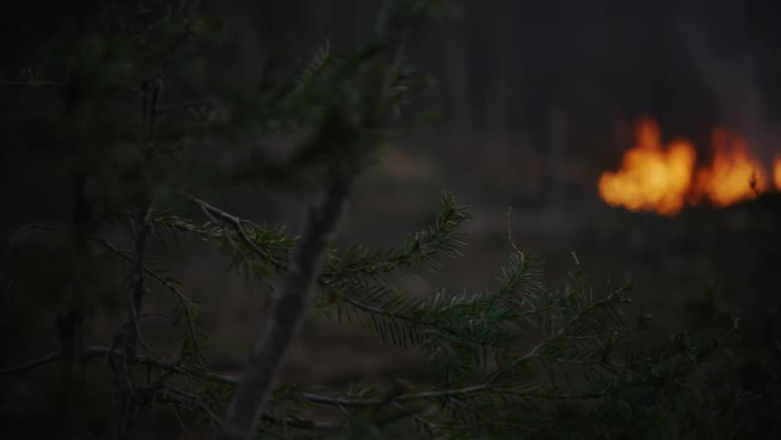 Smoke rises as a wildfire spreads in the forest