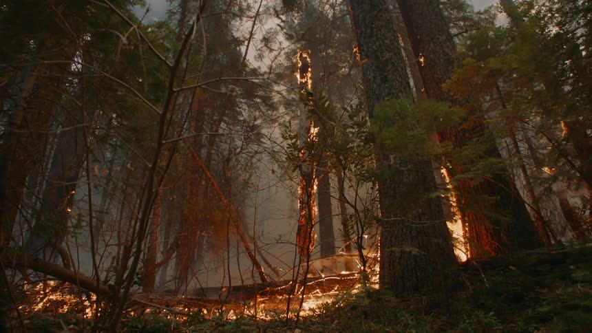 Wildfire spreading and burning trees in the forest