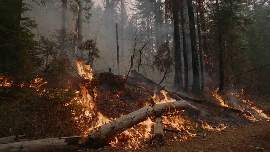 A wildfire burns fallen wood and brush in the middle of a smoky forest
