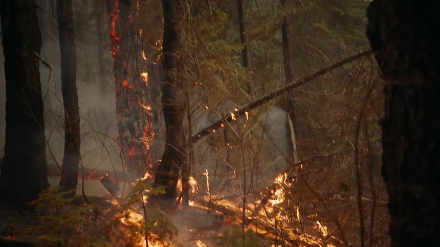 Wildfire burning in the forest