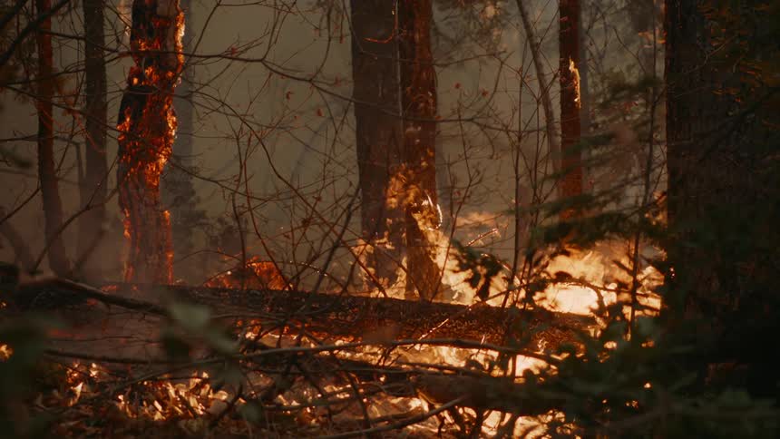Wildfire burning in the forest
