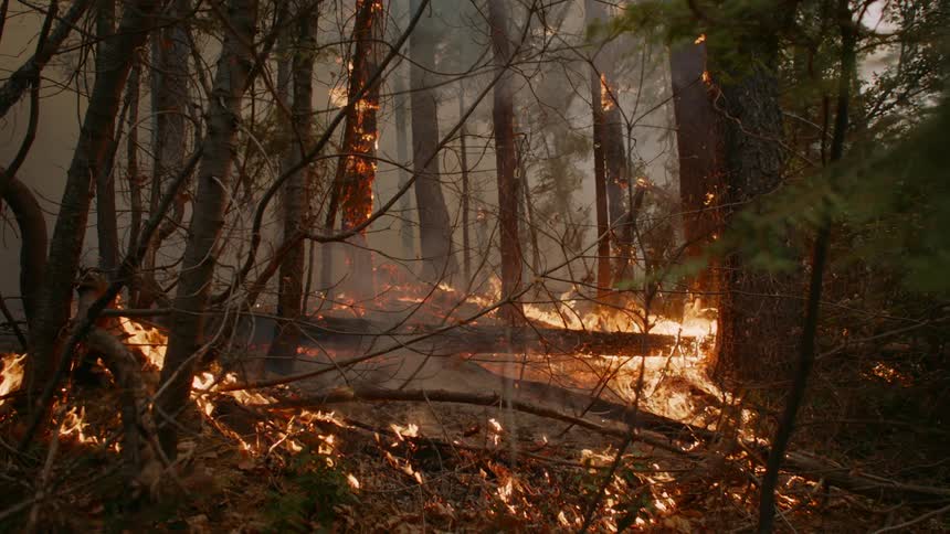 The forest is on fire