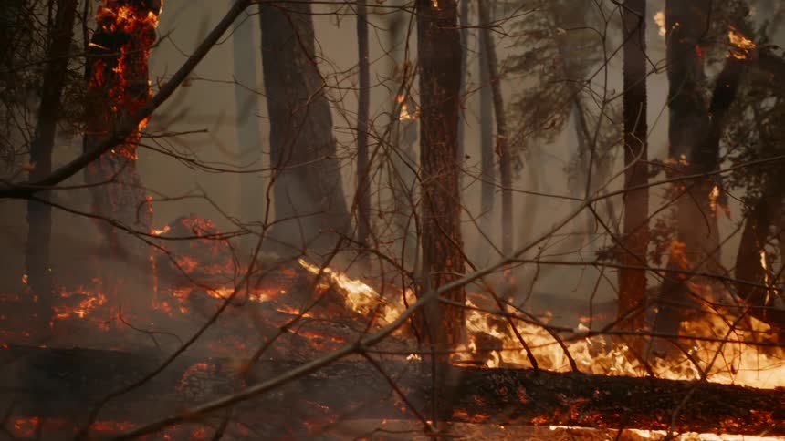 Fire and flames climb up trees in a smoke filled forest as the wildfire spreads