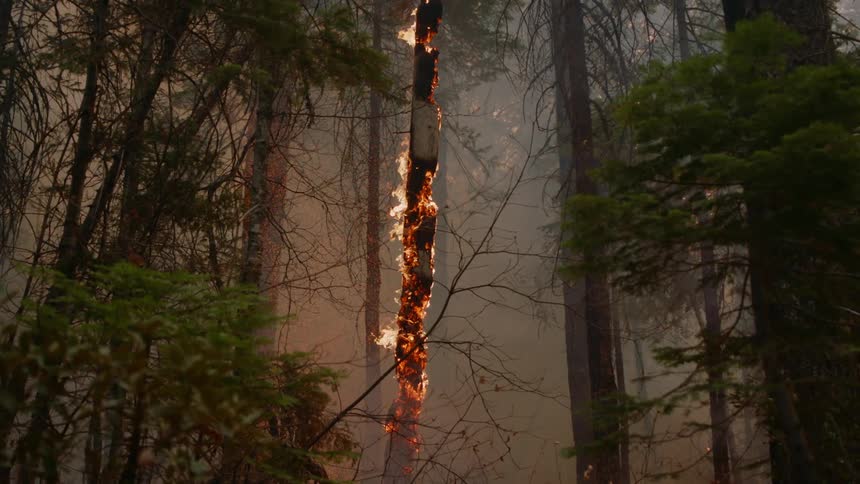 A tree in the woods glows as it burns and emits flames and embers in the smoke filled forest