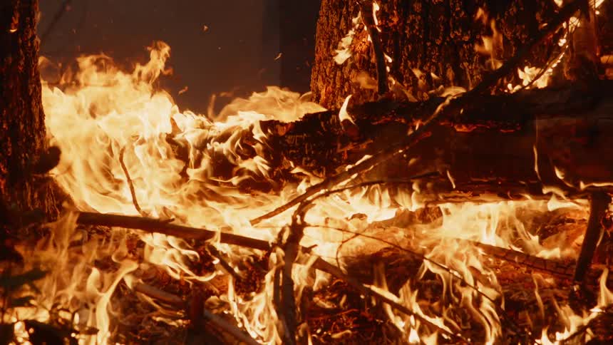 Tree burns during wildfires in the forest