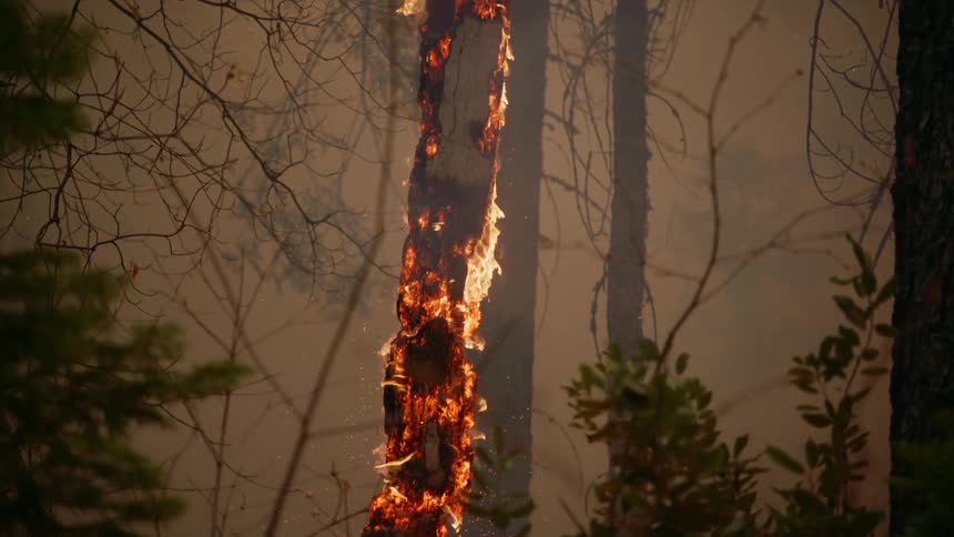 A burning tree in the woods glows and emits flames and embers in the smoke filled forest as the wildfire spreads