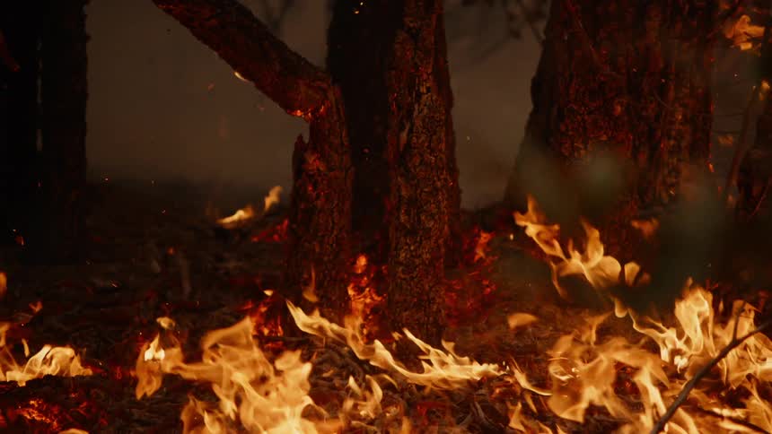 Trees burn during wildfires in the forest