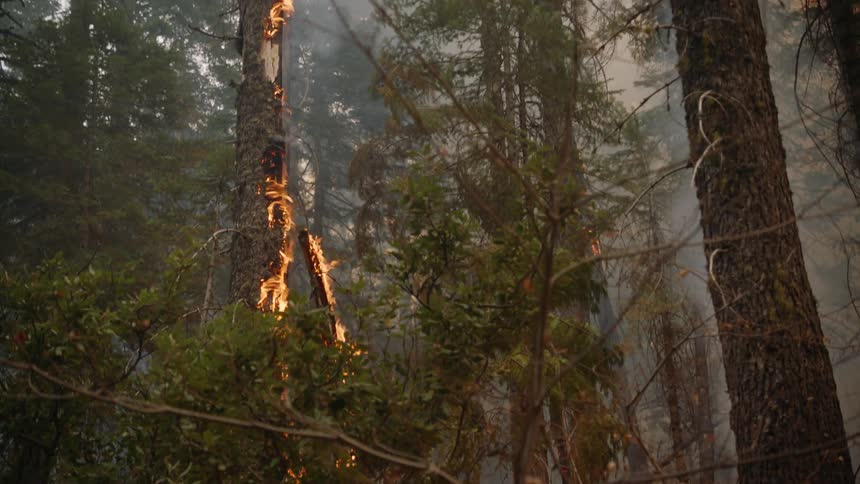 The forest is on fire
