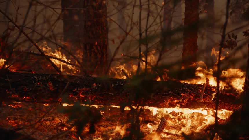 Fallen tree burning during forest fire glows as smoke spreads through air