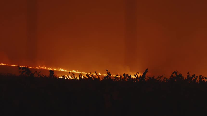 Flames spread across the horizon in a forest