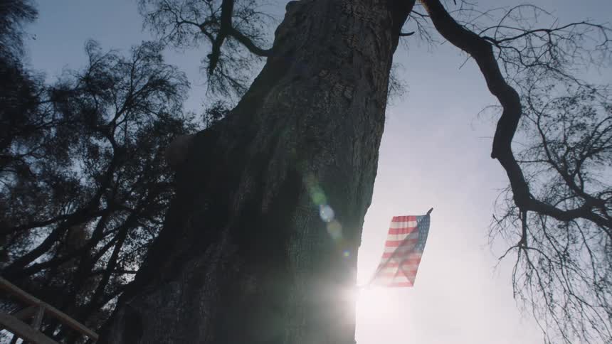 The sun shines brightly upon a tree with an american flag waving in the breeze